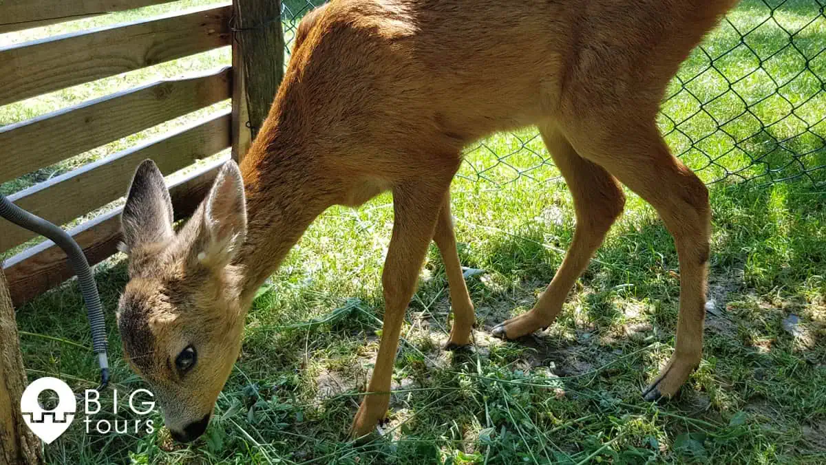 Stanišići zoo vrt big tours