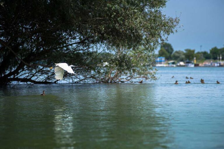 war_island_kayak_belgrade10-768x512